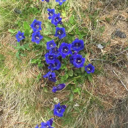 Ca Del Nore Apartman