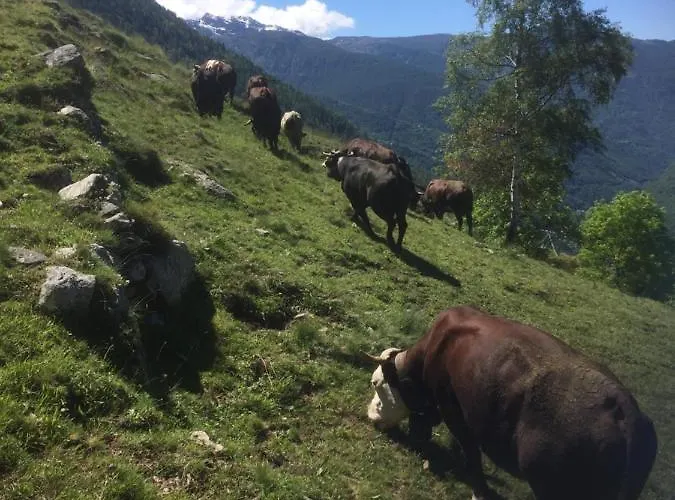 Apartment Ca Del Nore Fontainemore