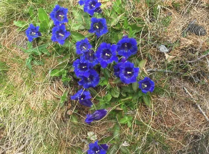 Ca Del Nore Apartman