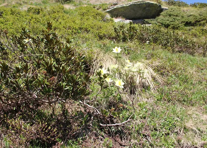 Apartment Ca Del Nore